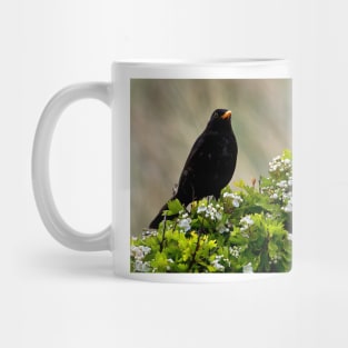 Blackbird on May Blossom Mug